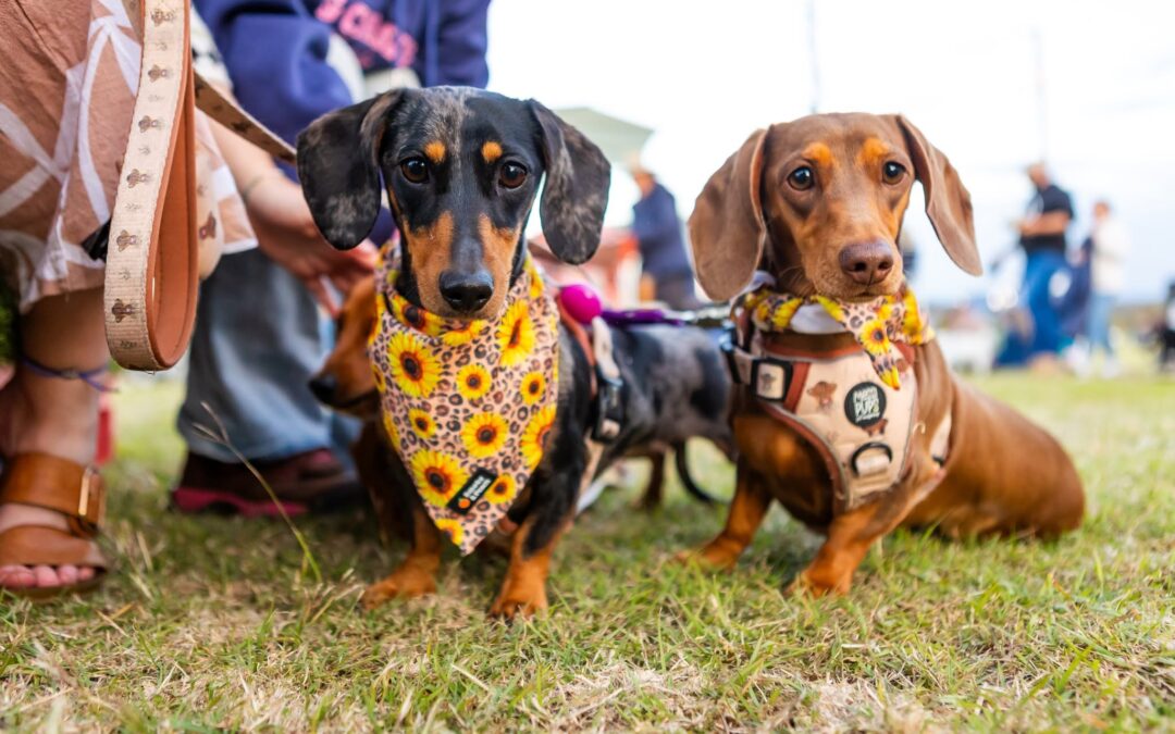 Get Ready for the Laidley Spring Festival